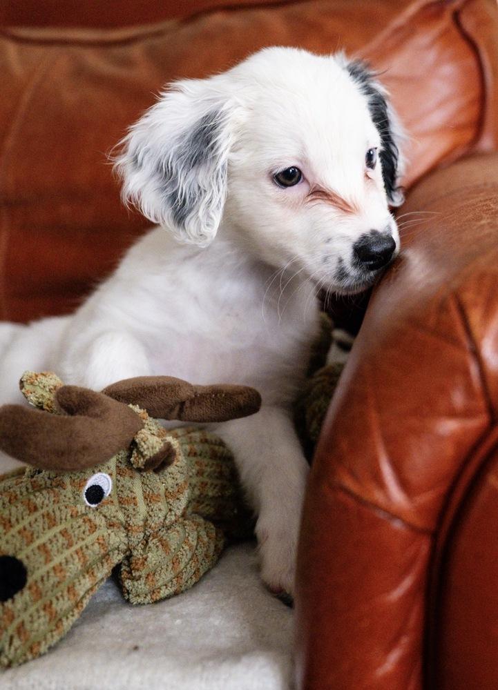 Enlarge Ainsley-"Has Multiple Applications", a Adoptable mixed breed in Plymouth, MN image 3/4