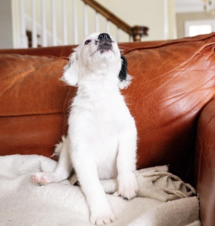 Enlarge Ainsley-"Has Multiple Applications", a Adoptable mixed breed in Plymouth, MN image 4/4