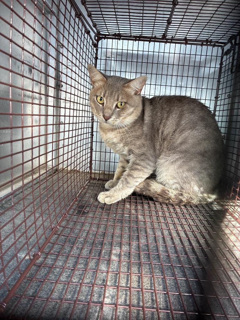Cool Blue, Adoptable, Young Male Domestic Short Hair.