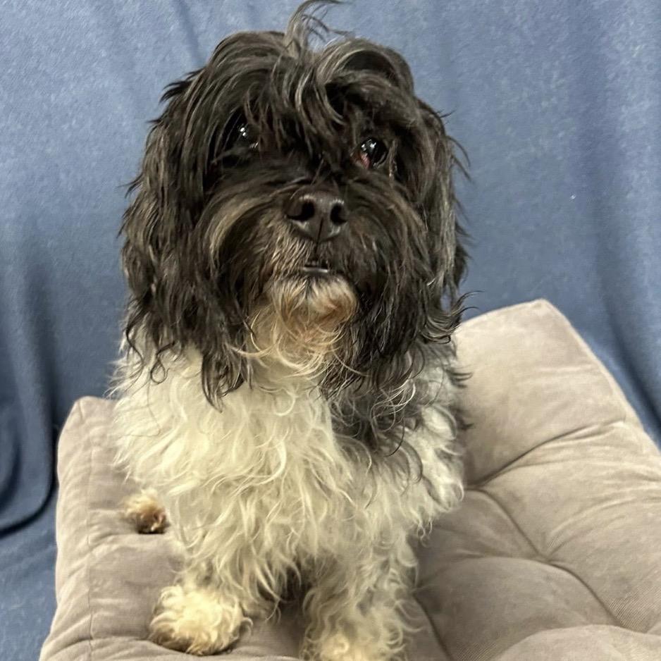 Gizmo, Adoptable, Young Male Shih Tzu.