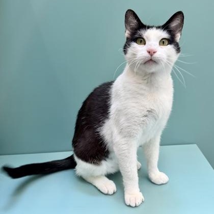 Arabella, a ADOPTABLE Domestic Short Hair in Santa Cruz, CA image 2/5