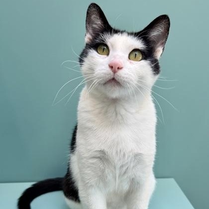 Arabella, a ADOPTABLE Domestic Short Hair in Santa Cruz, CA image 5/5