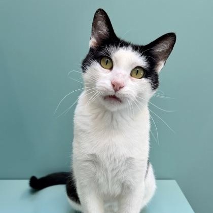 Arabella, a ADOPTABLE Domestic Short Hair in Santa Cruz, CA image 3/5