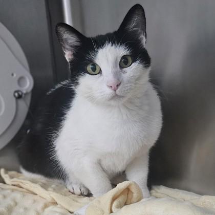Arabella, a ADOPTABLE Domestic Short Hair in Santa Cruz, CA image 1/5