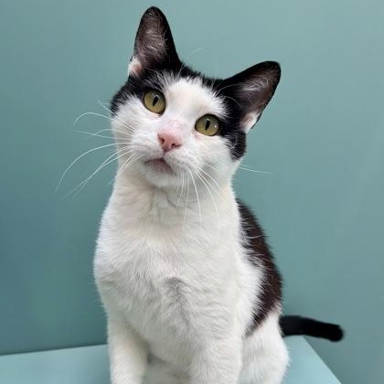 Arabella, a ADOPTABLE Domestic Short Hair in Santa Cruz, CA image 4/5