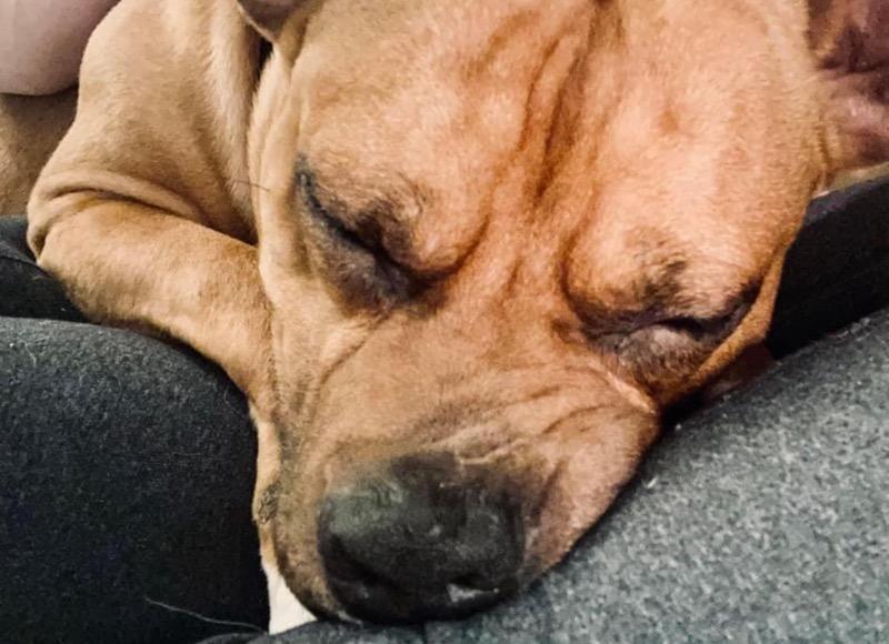 Dante, Adoptable, Adult Male Pit Bull Terrier.