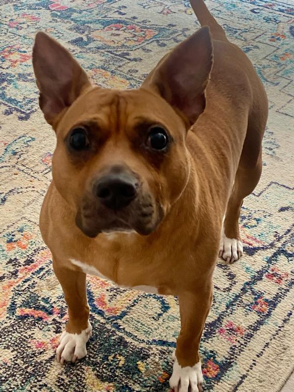 Dante, a Adoptable Pit Bull Terrier in Richmond, VA image 2/2