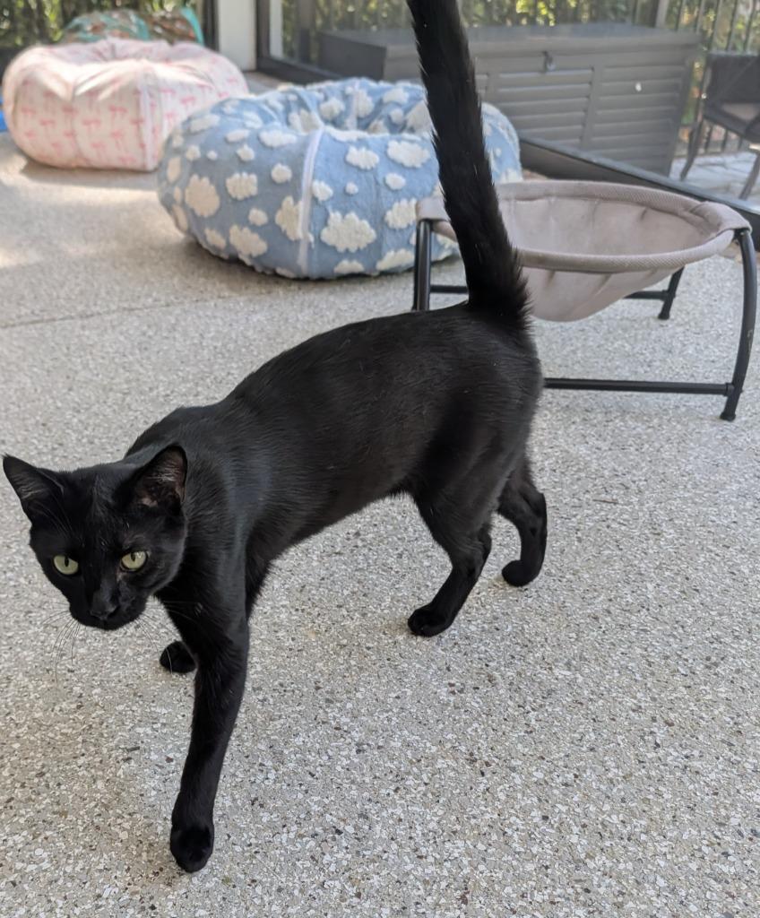 Enlarge Beans, a Adoptable mixed breed in Grovetown, GA image 1/1