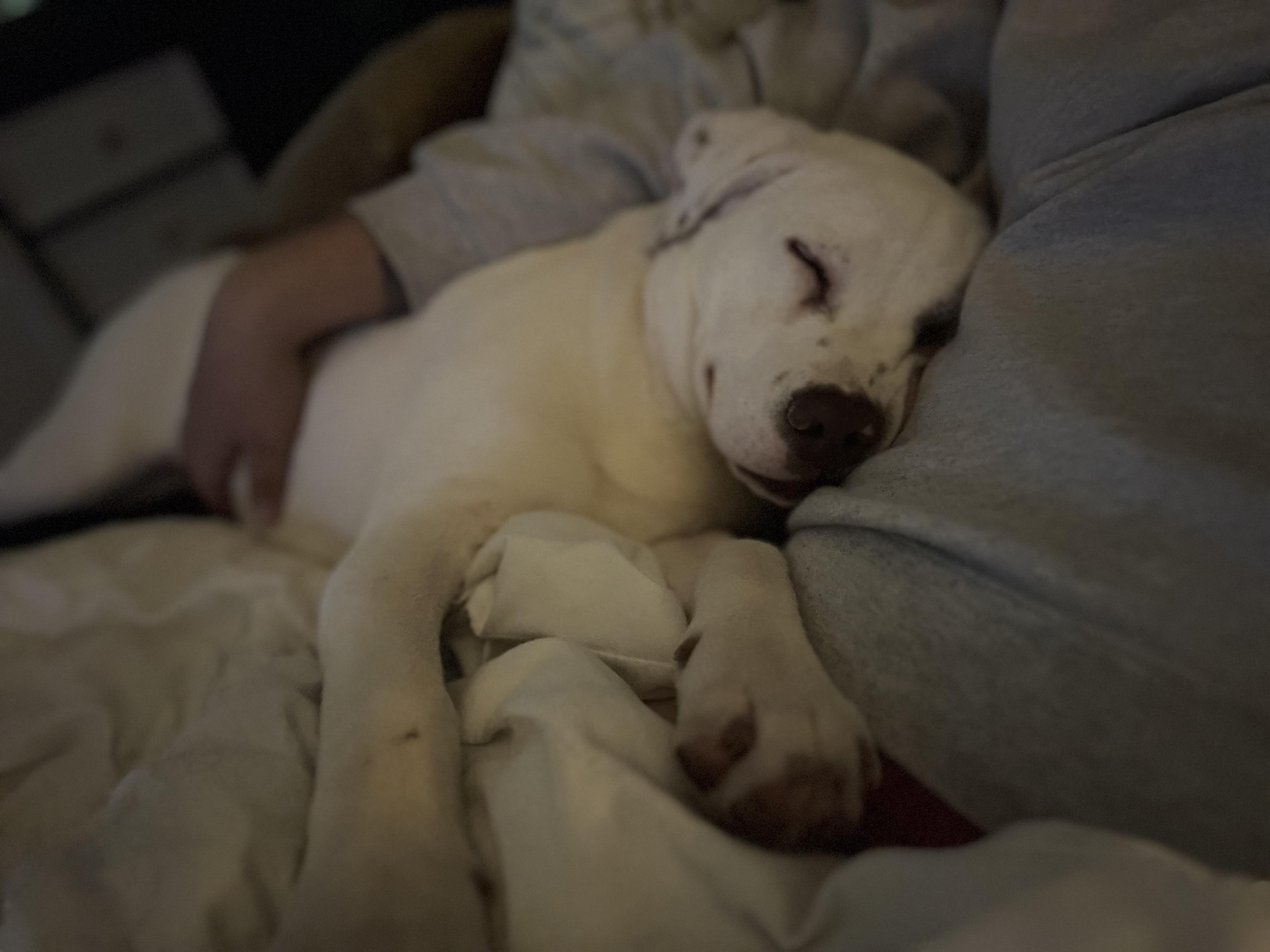 Enlarge Sandoor , a ADOPTABLE mixed breed in Washington, MO image 5/5