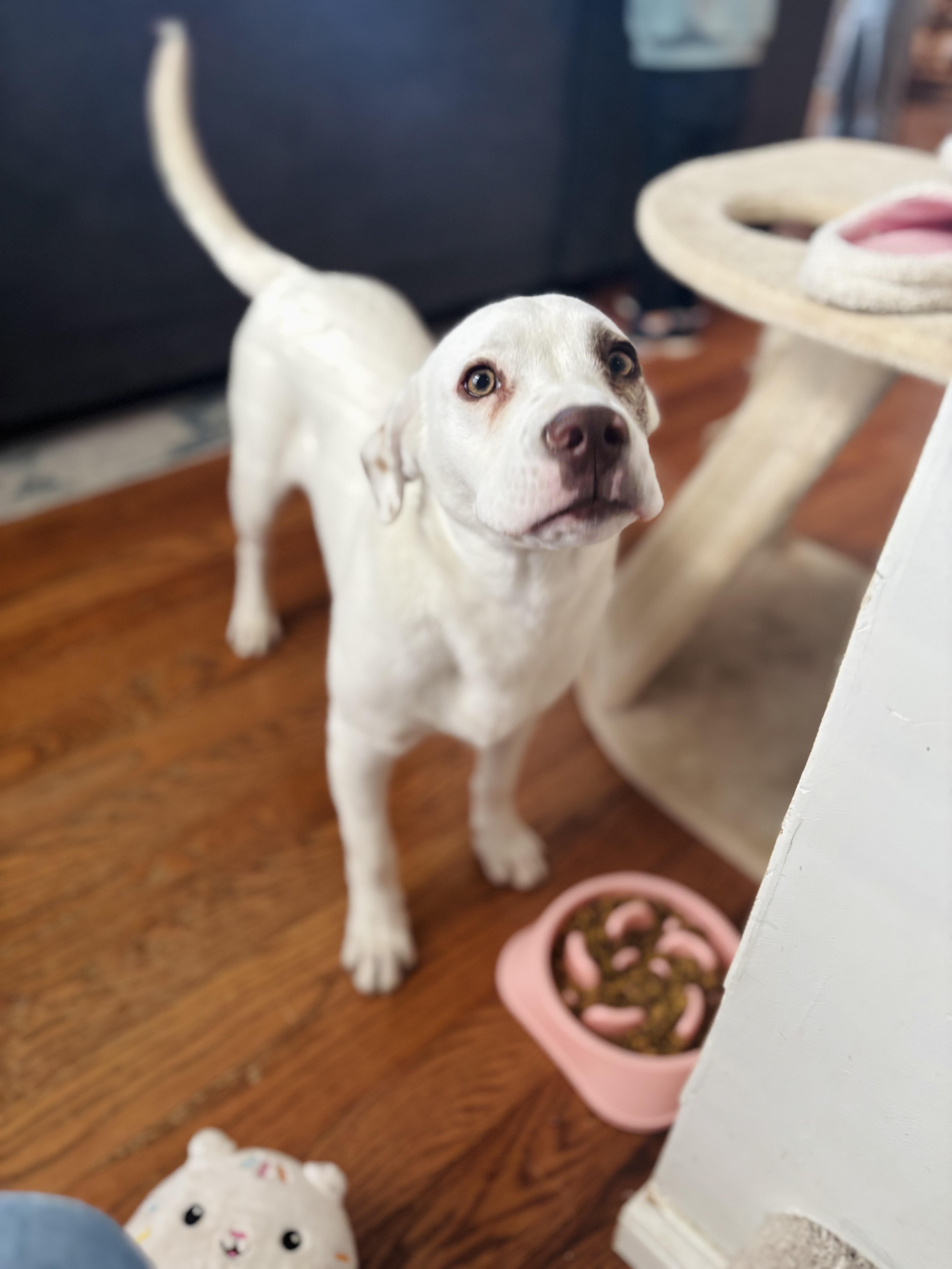 Enlarge Sandoor , a ADOPTABLE mixed breed in Washington, MO image 3/5