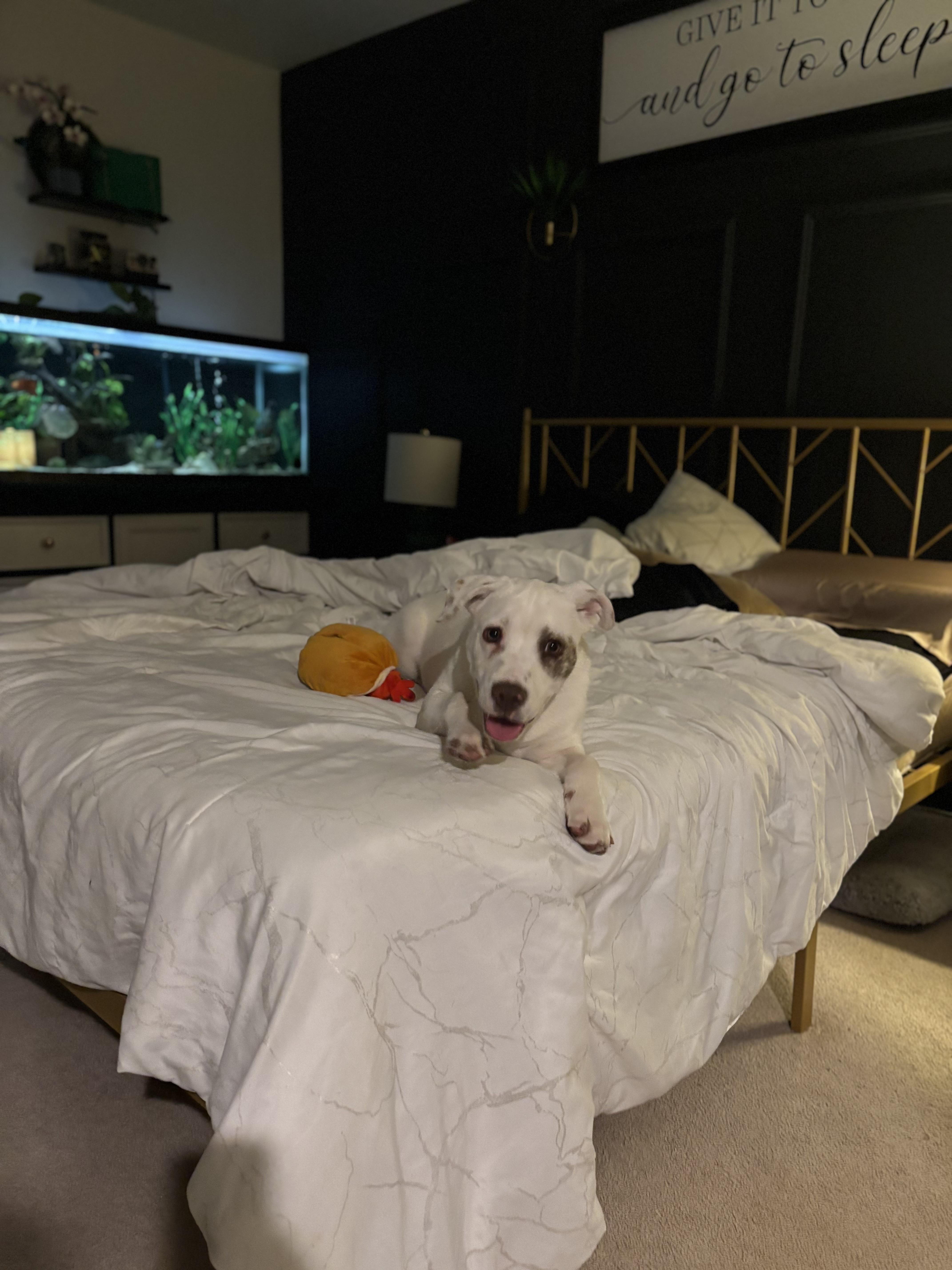 Enlarge Sandoor , a ADOPTABLE mixed breed in Washington, MO image 4/5