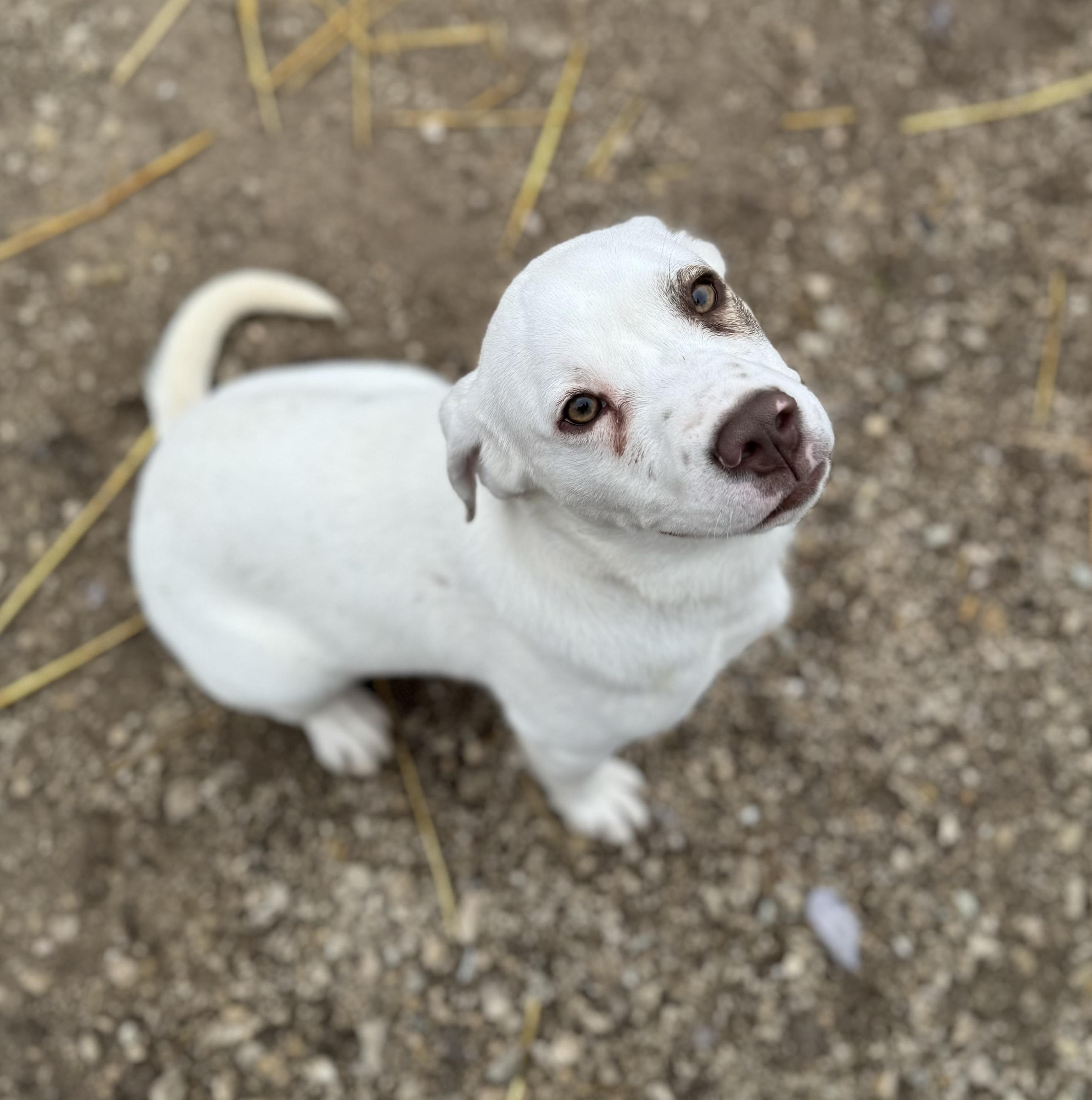 Enlarge Sandoor , a ADOPTABLE mixed breed in Washington, MO image 2/2