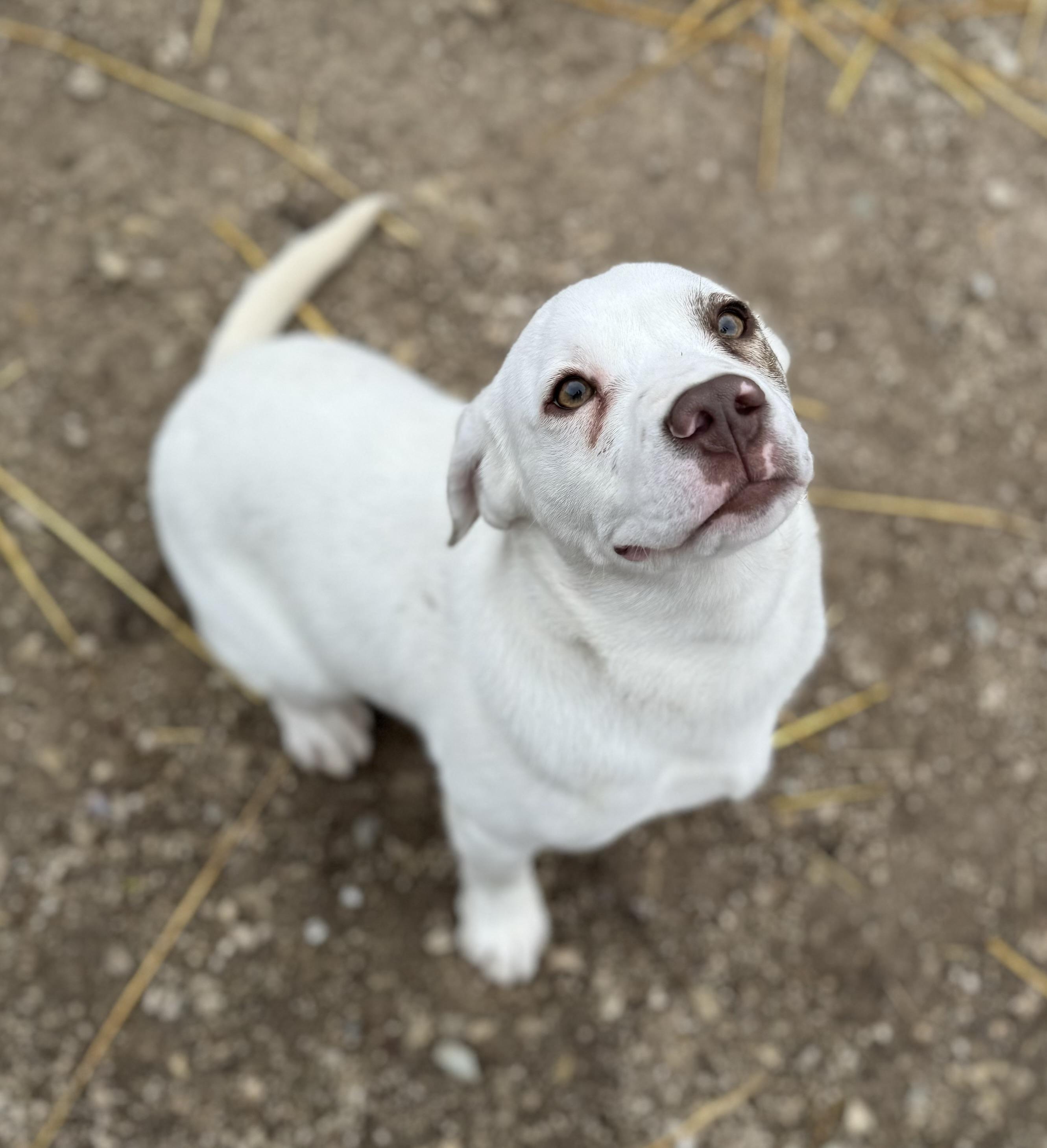 Sandoor , ADOPTABLE, Young Male American Bulldog.