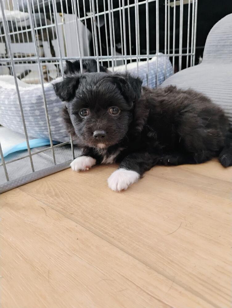 Tater, Adoptable, Puppy Male Schipperke.