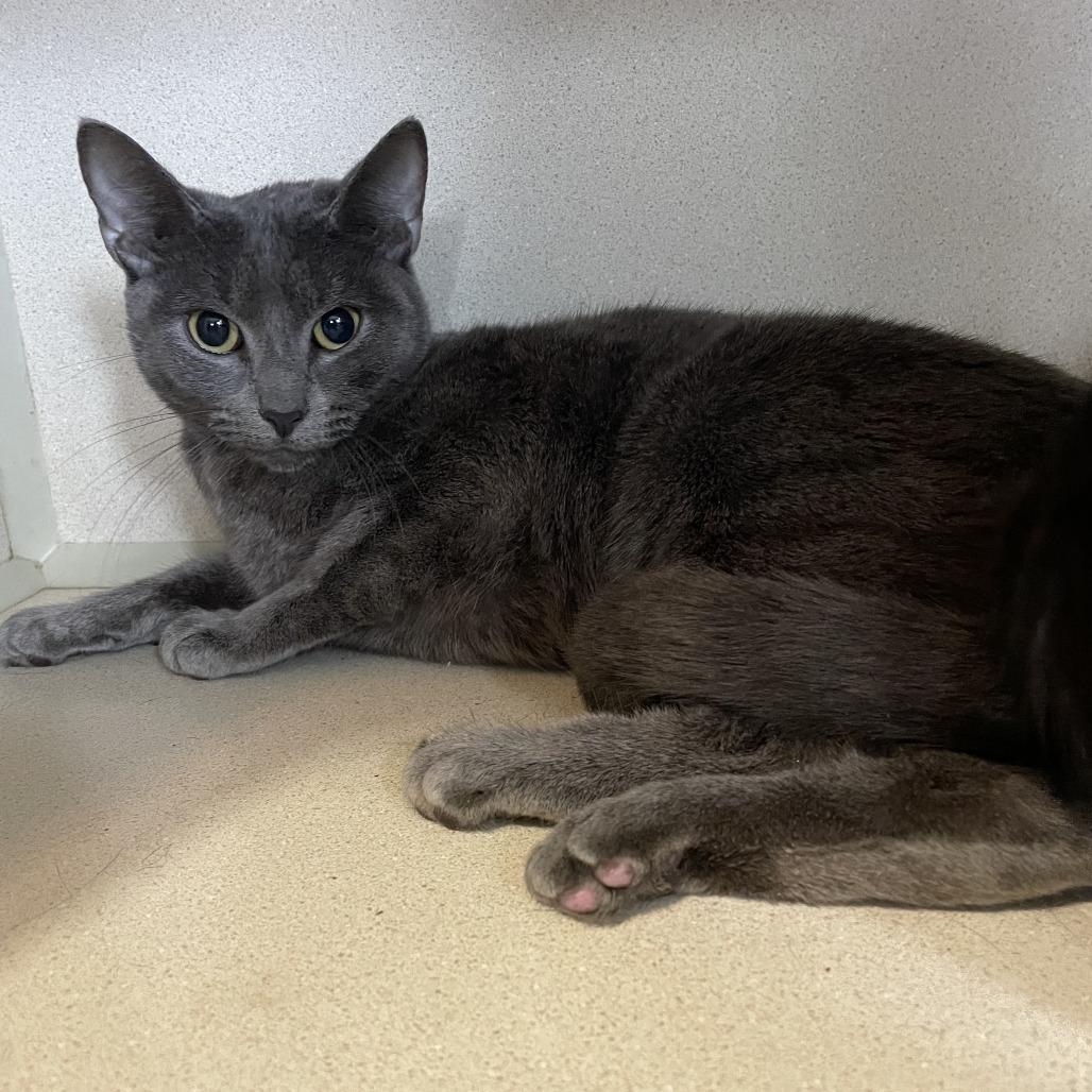 Enlarge Ms. Spink, a Adoptable Domestic Short Hair in Calverton, NY image 2/2