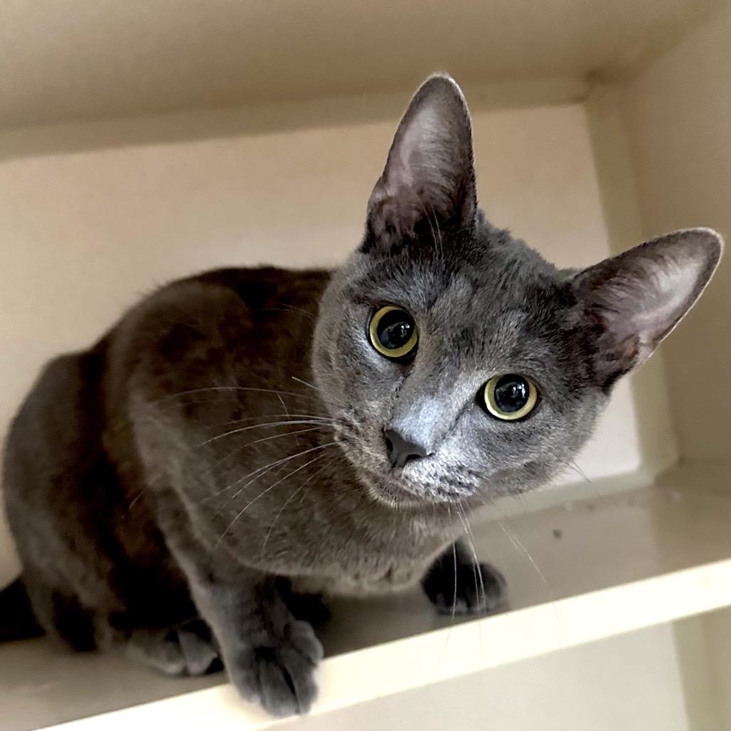 Ms. Spink, Adoptable, Young Female Domestic Short Hair.