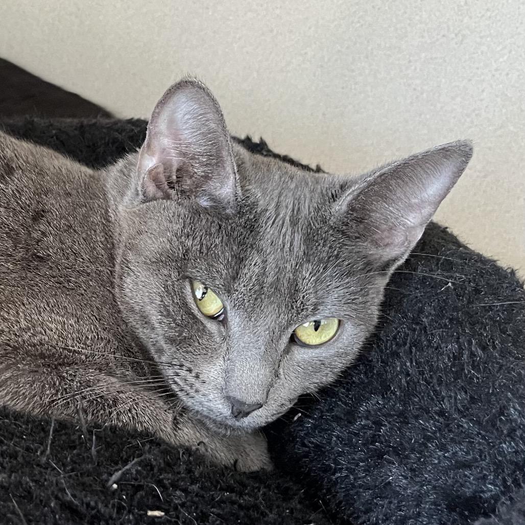 Ms. Spink, Adoptable, Young Female Domestic Short Hair.