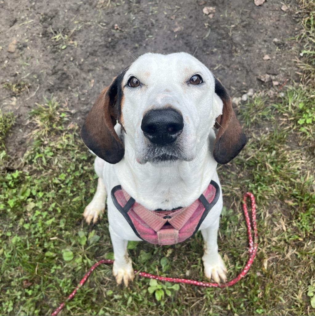 Enlarge Macy, a Adoptable Hound in Lynchburg, VA image 1/6
