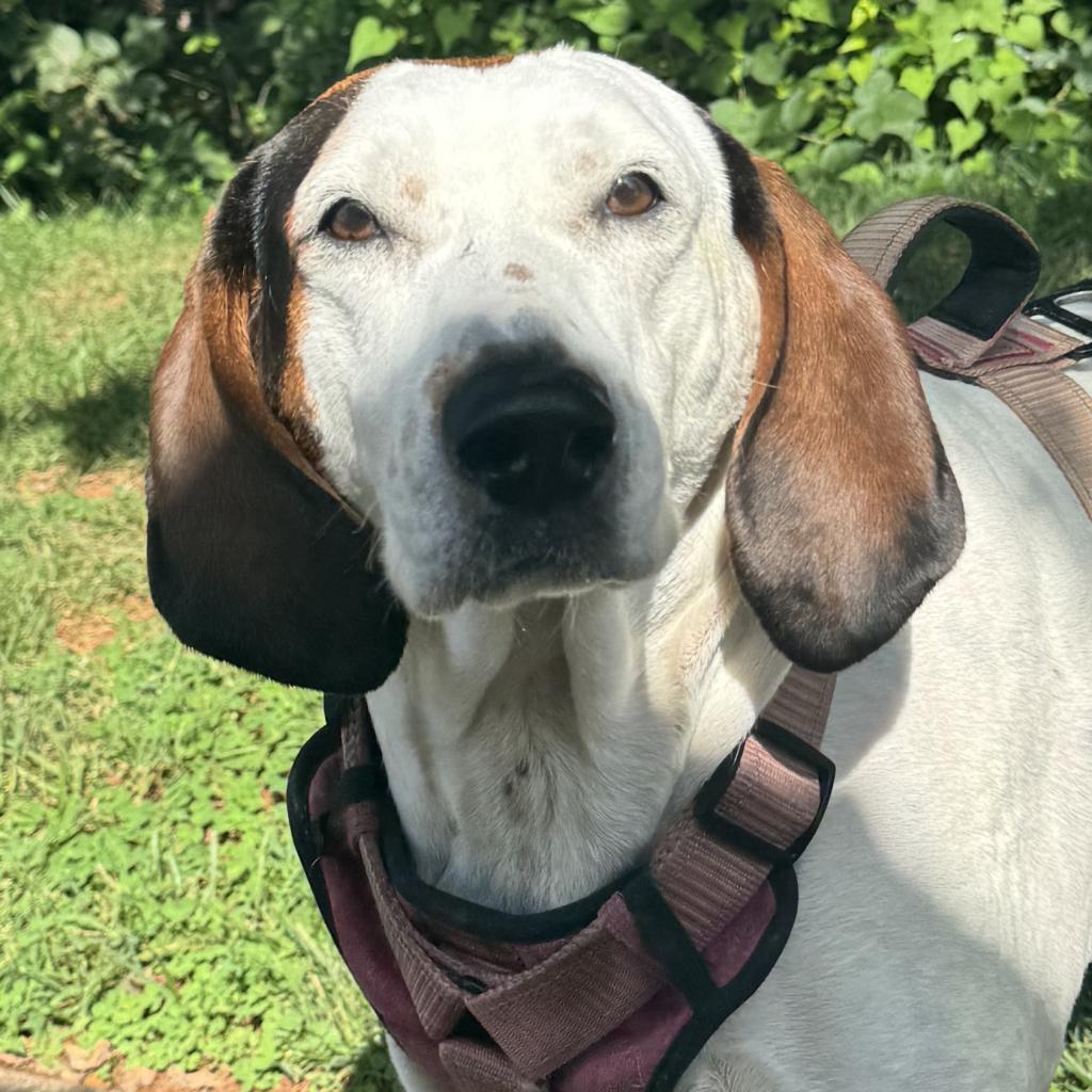 Enlarge Macy, a Adoptable Hound in Lynchburg, VA image 2/6