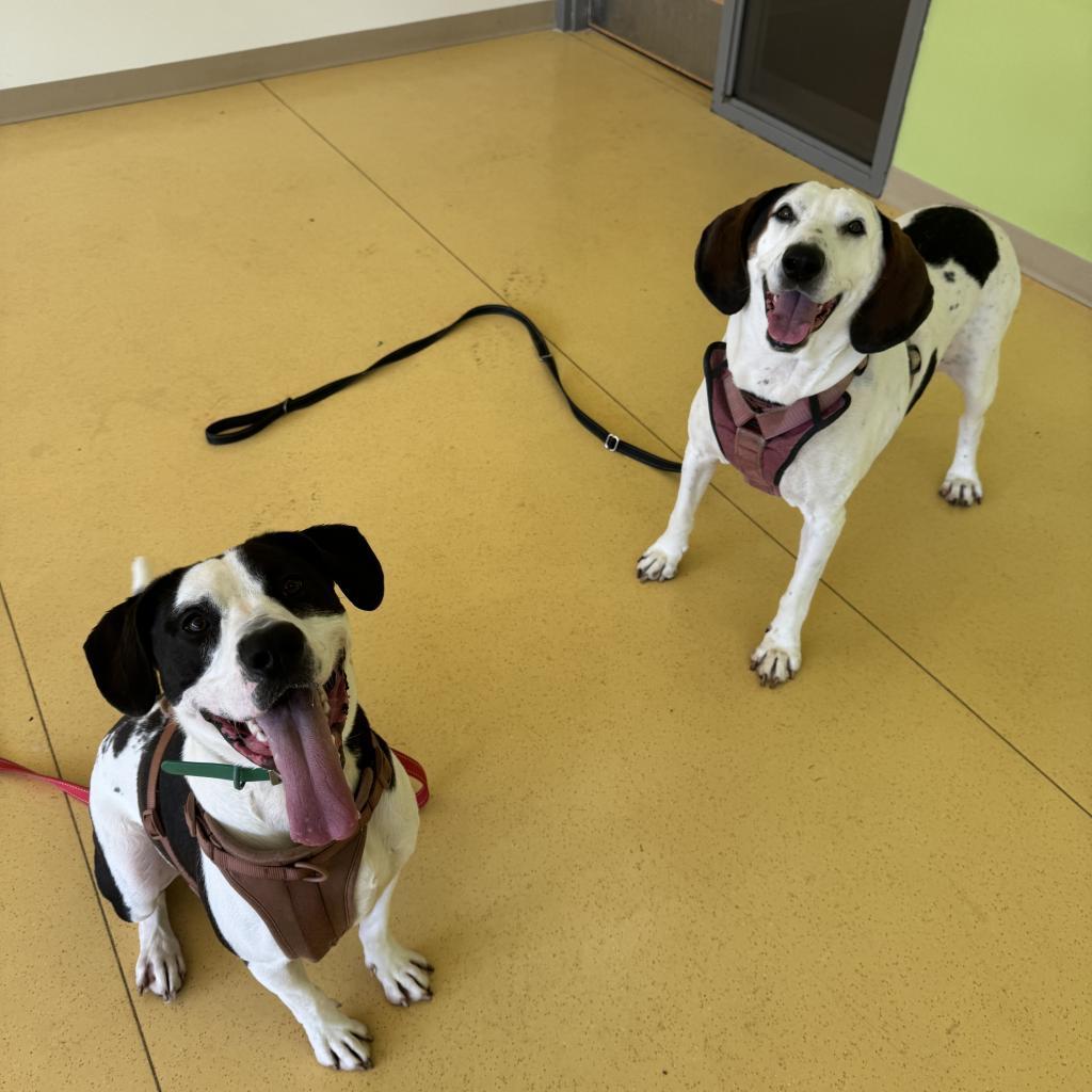 Enlarge Macy, a Adoptable Hound in Lynchburg, VA image 3/6