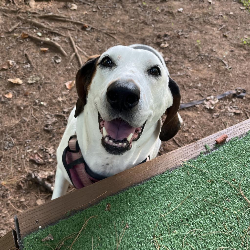 Enlarge Macy, a Adoptable Hound in Lynchburg, VA image 4/6