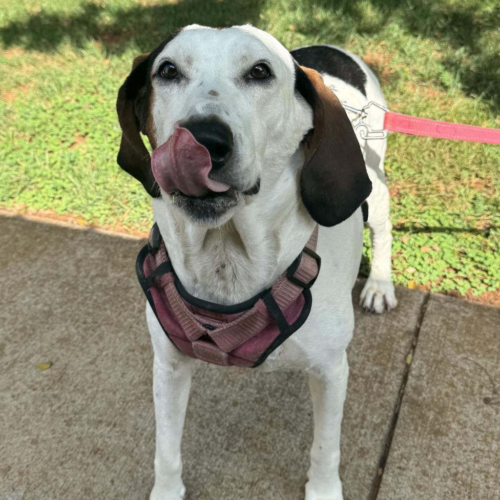 Enlarge Macy, a Adoptable Hound in Lynchburg, VA image 5/6