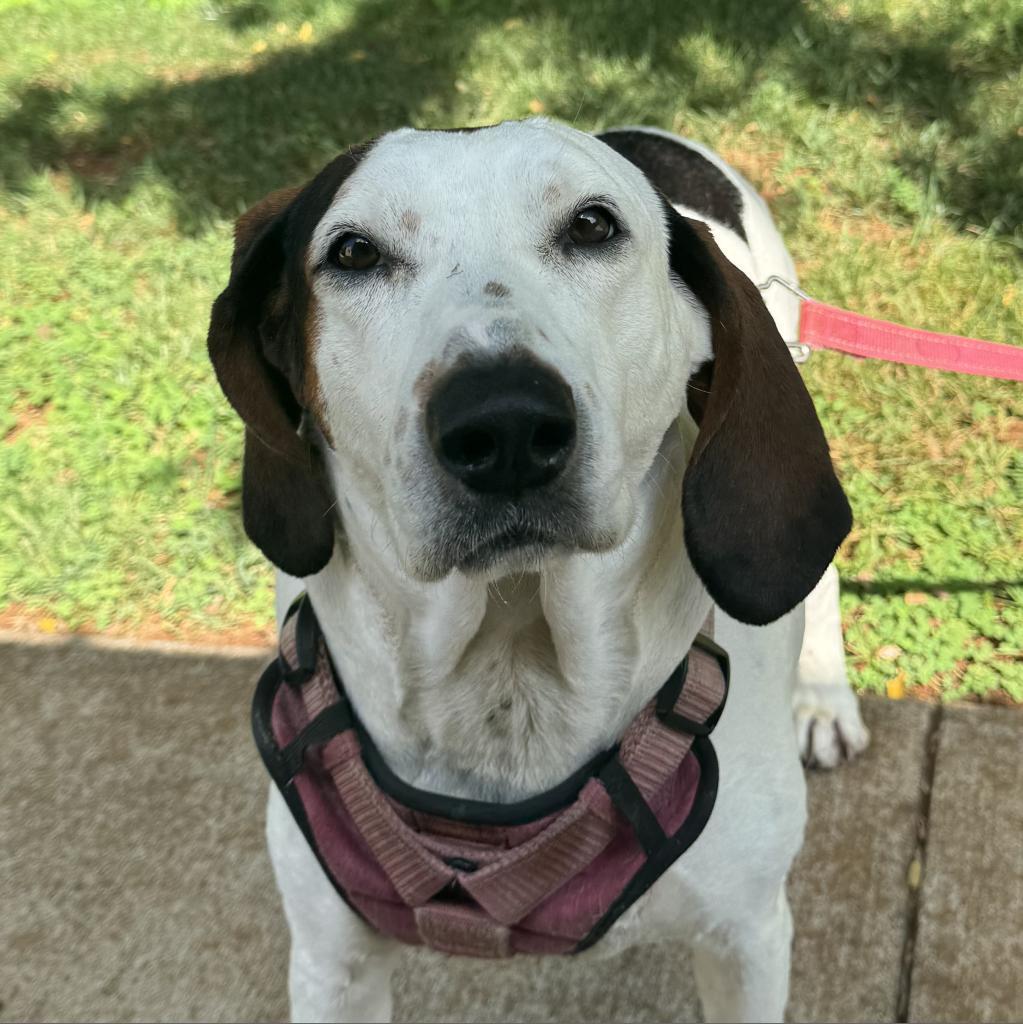 Enlarge Macy, a Adoptable Hound in Lynchburg, VA image 6/6