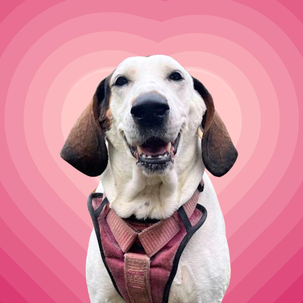 Enlarge Macy, a Adoptable Hound in Lynchburg, VA image 5/5