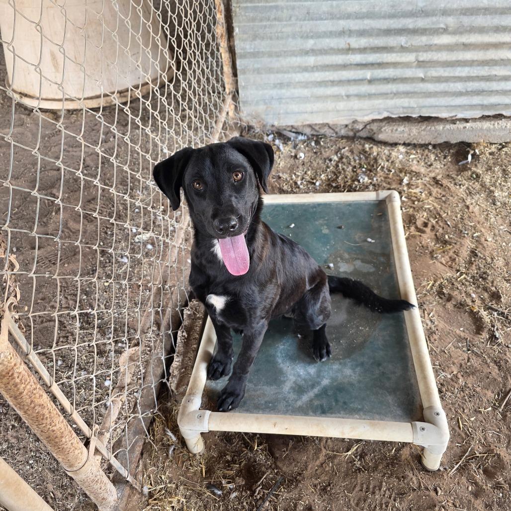 Peeka, Adoptable, Young Female Labrador Retriever.