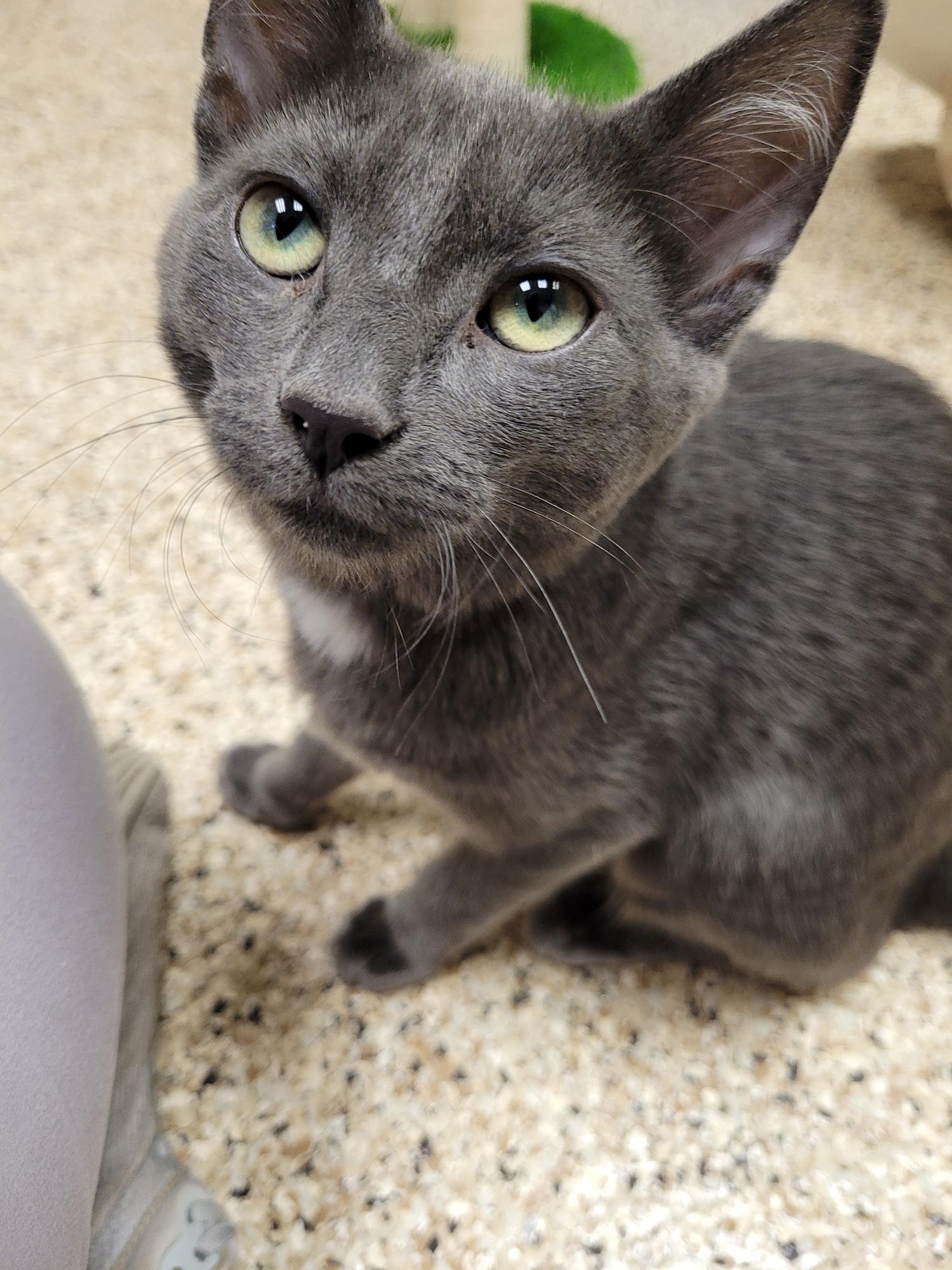 Tinker, ADOPTABLE, Kitten Female Domestic Short Hair.