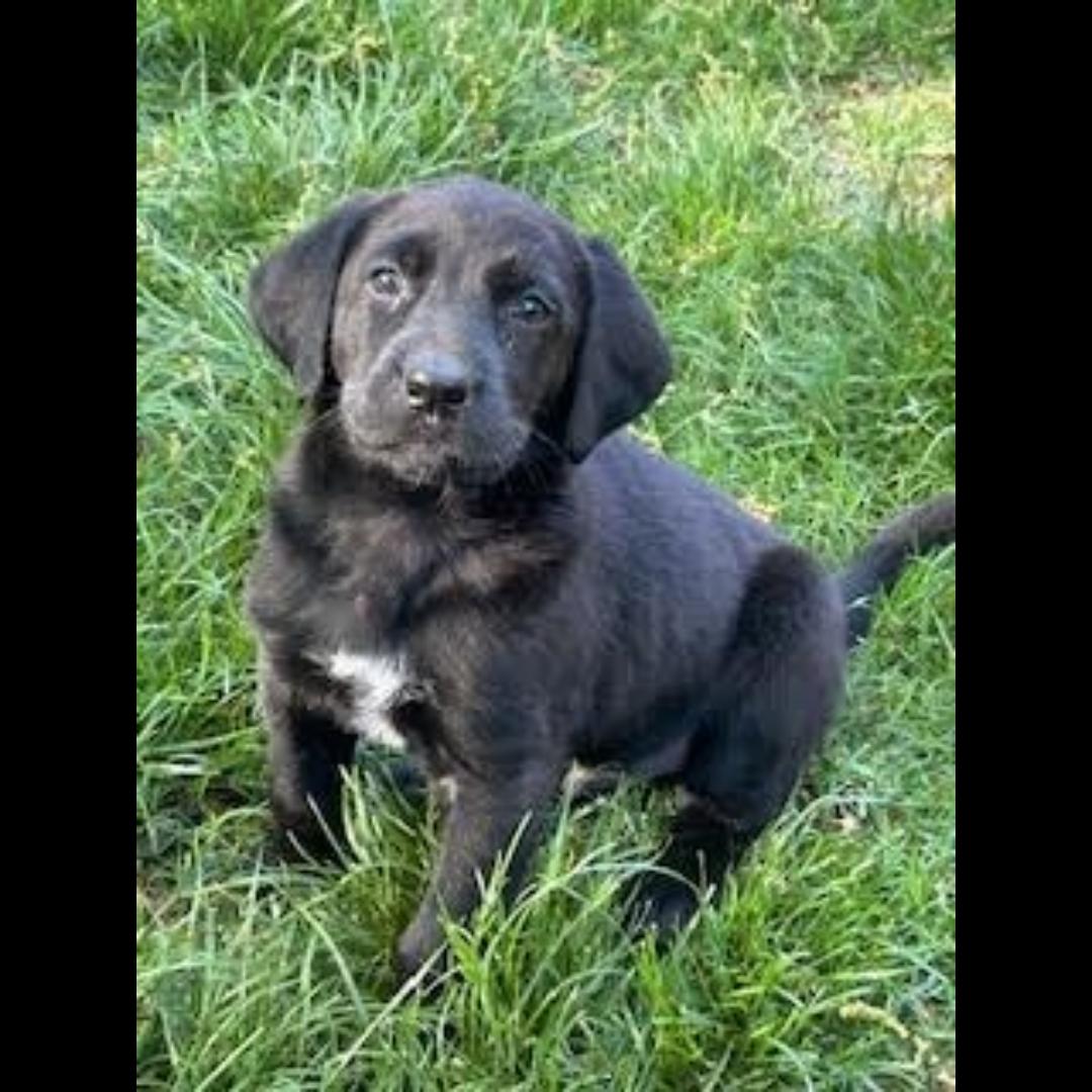 Monet, an adopted mixed breed in Midlothian, VA image 2/2