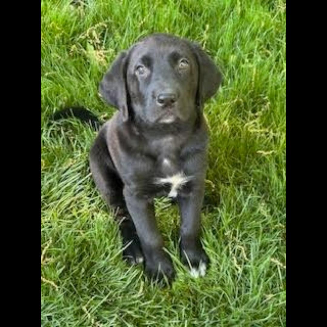 Monet, an adopted mixed breed in Midlothian, VA image 1/2
