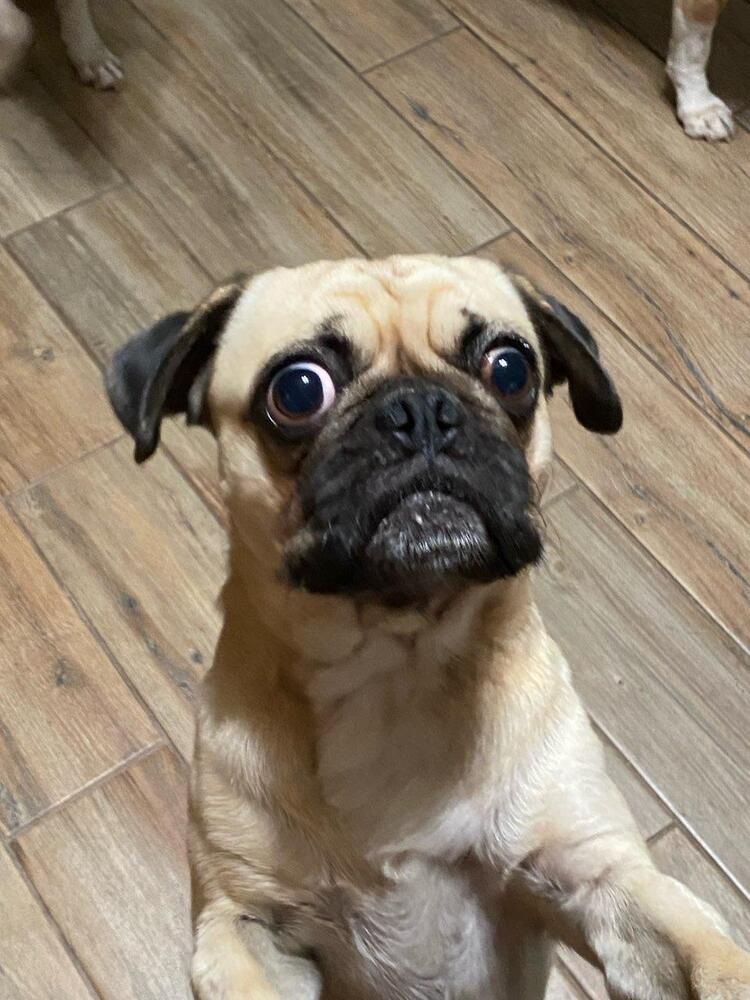 Sully, Adoptable, Adult Male Pug.