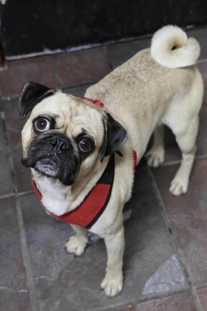 Enlarge Sully, a Adoptable mixed breed in TUCSON, AZ image 2/5