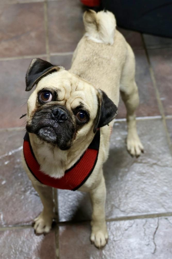Enlarge Sully, a Adoptable mixed breed in TUCSON, AZ image 4/5