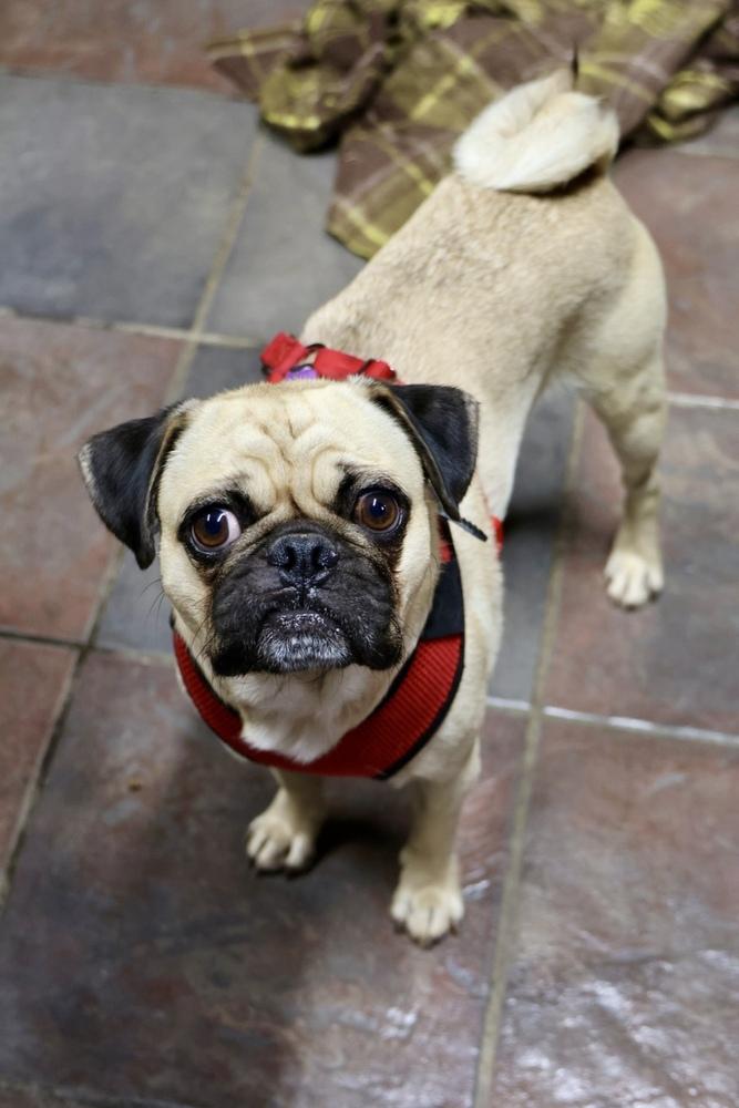 Enlarge Sully, a Adoptable mixed breed in TUCSON, AZ image 5/5