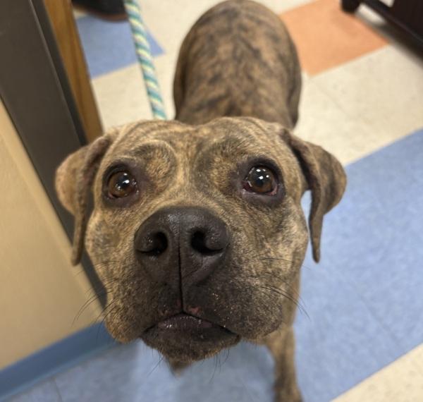 Sky, Adoptable, Young Female Pit Bull Terrier.