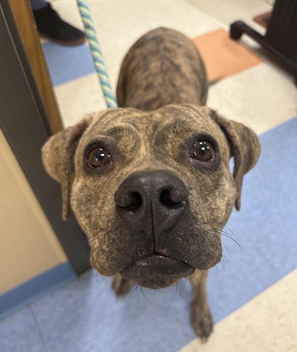 Enlarge Sky, a Adoptable mixed breed in Sioux City, IA image 2/2