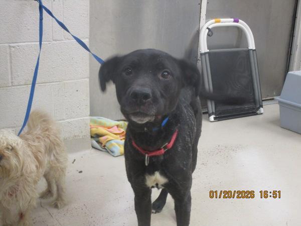Kodak (52), Adoptable, Adult Male Labrador Retriever.