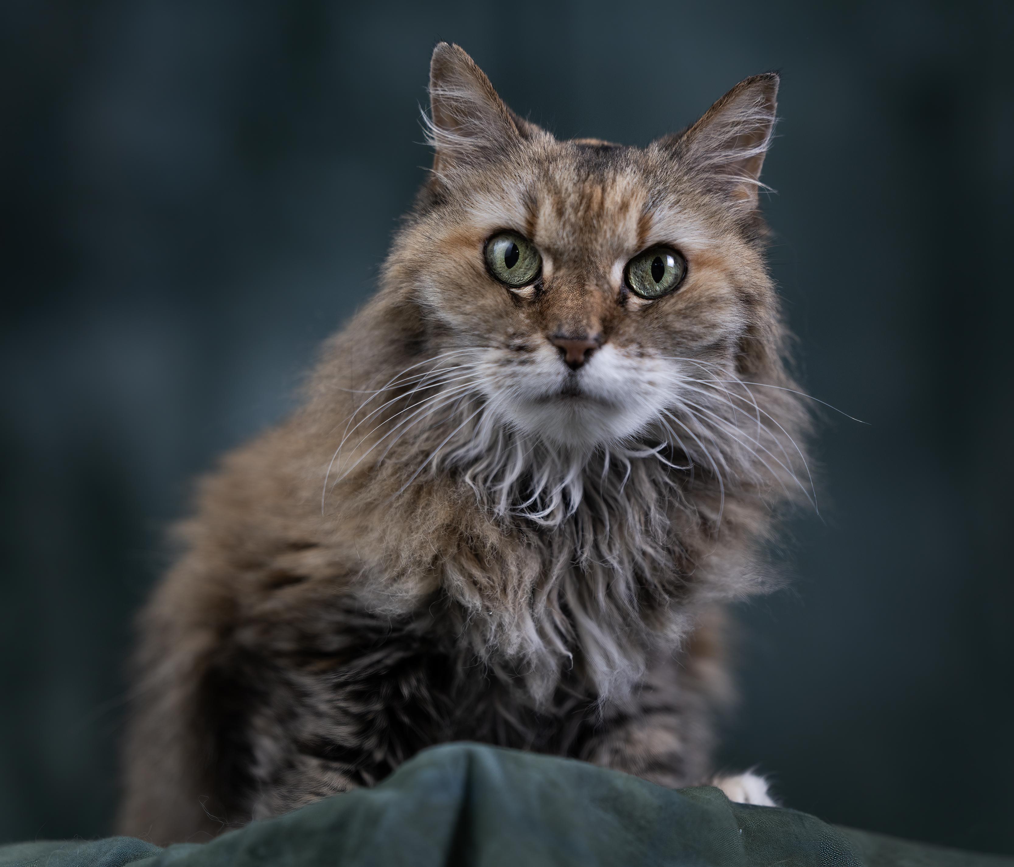 Blanche, ADOPTABLE, Senior Female Domestic Medium Hair.