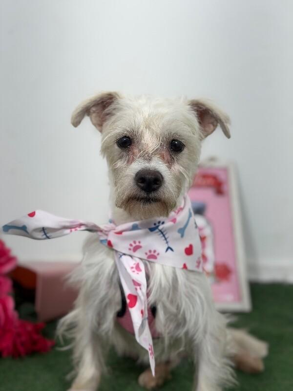 Cousin Freddy-One of our Amazing Rescue Dogs, adopted, Young Male Maltese & Schnoodle.