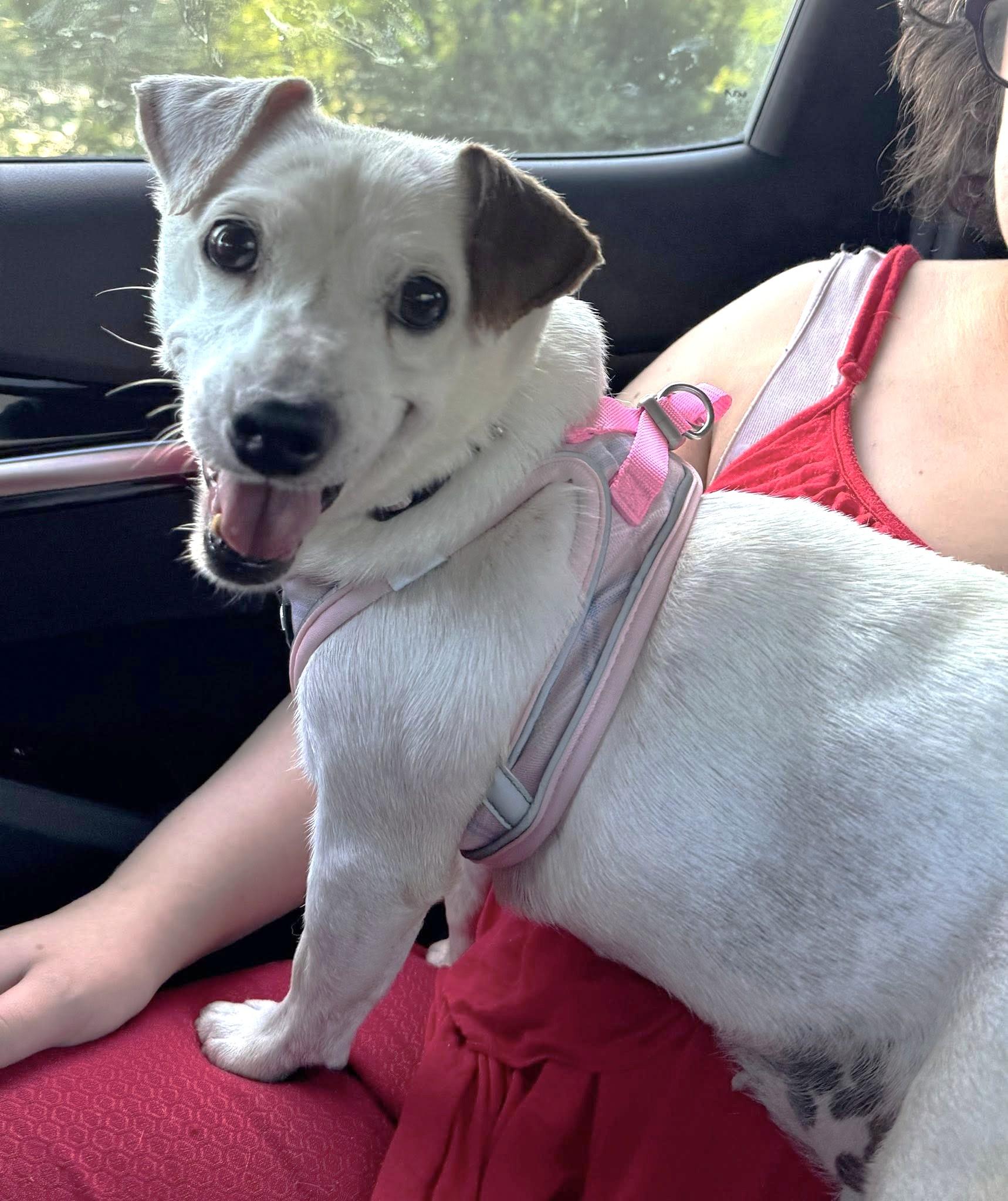 MAGGIE, Adult Female unknown