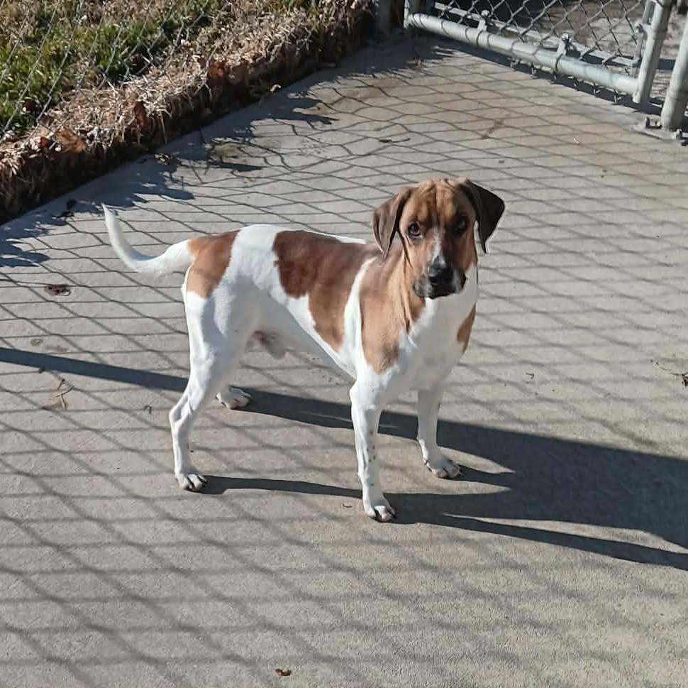 WILLOUGHBY, Adoptable, Young Male Terrier.