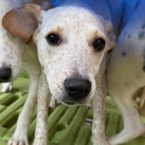 Enlarge Mary, a ADOPTABLE Mixed Breed in Groton, CT image 1/3