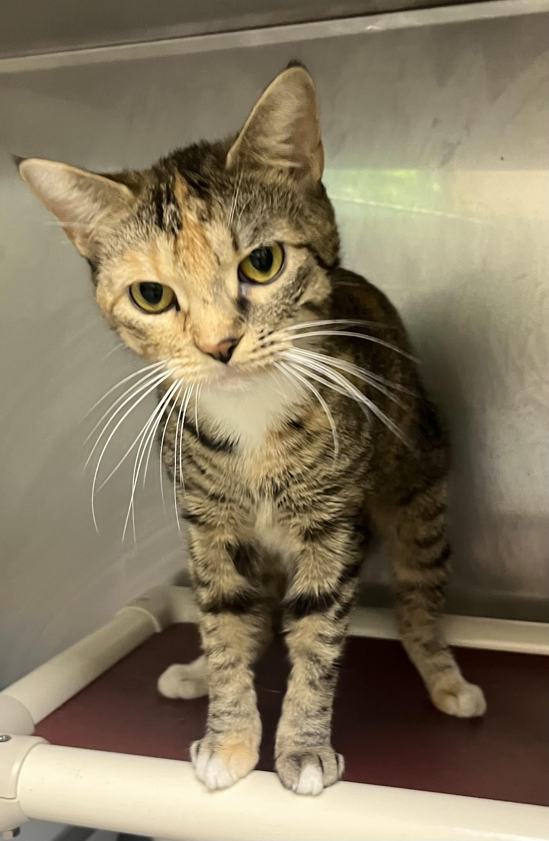 Marley, ADOPTABLE, Young Female Domestic Short Hair & Torbie.