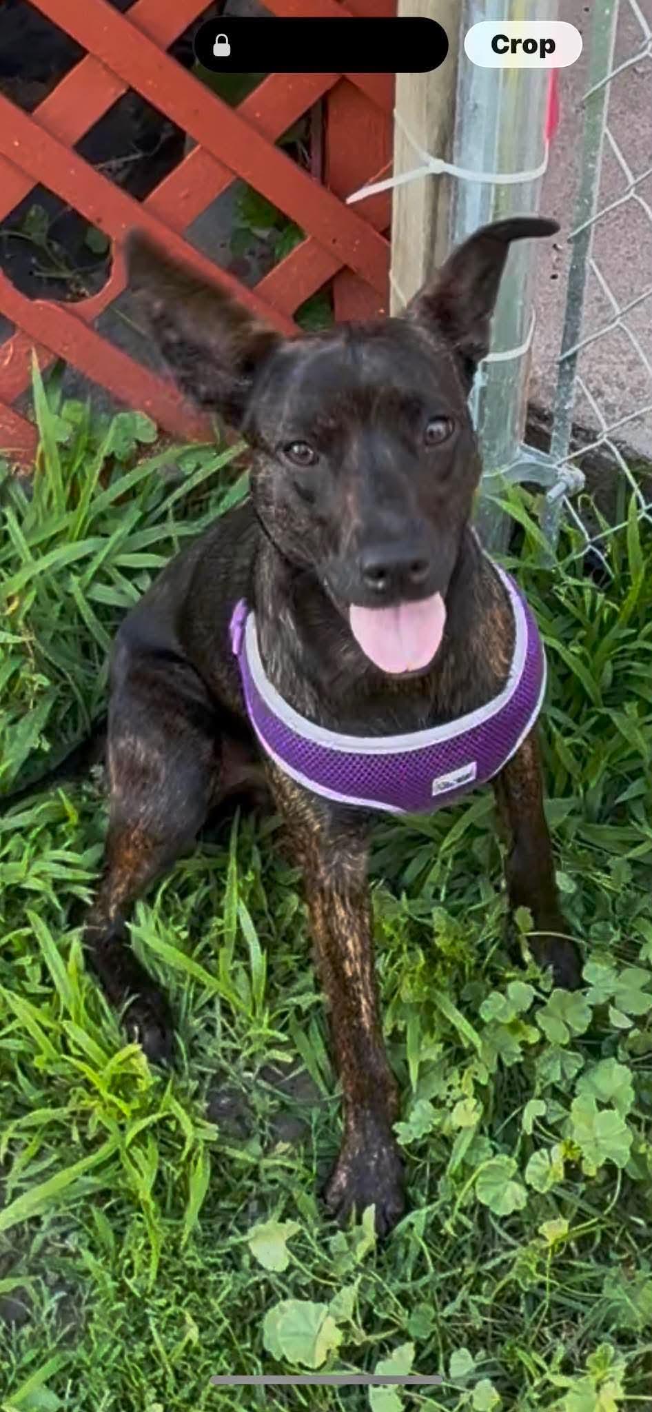 Wanda, a ADOPTABLE Mixed Breed in Rochester , NY image 2/4