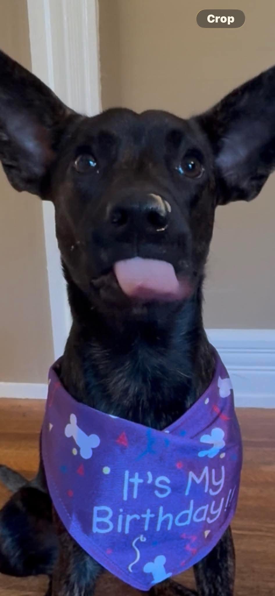 Wanda, a ADOPTABLE Mixed Breed in Rochester , NY image 3/4