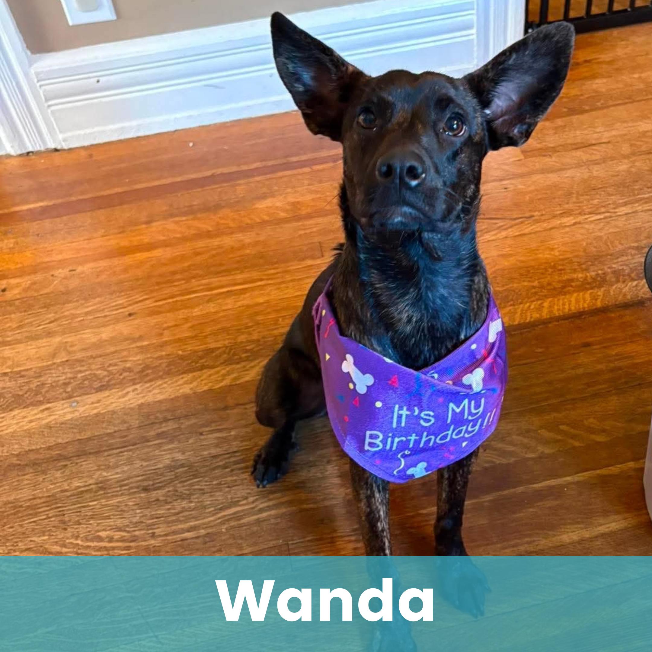 Wanda, ADOPTABLE, Young Female Mixed Breed.