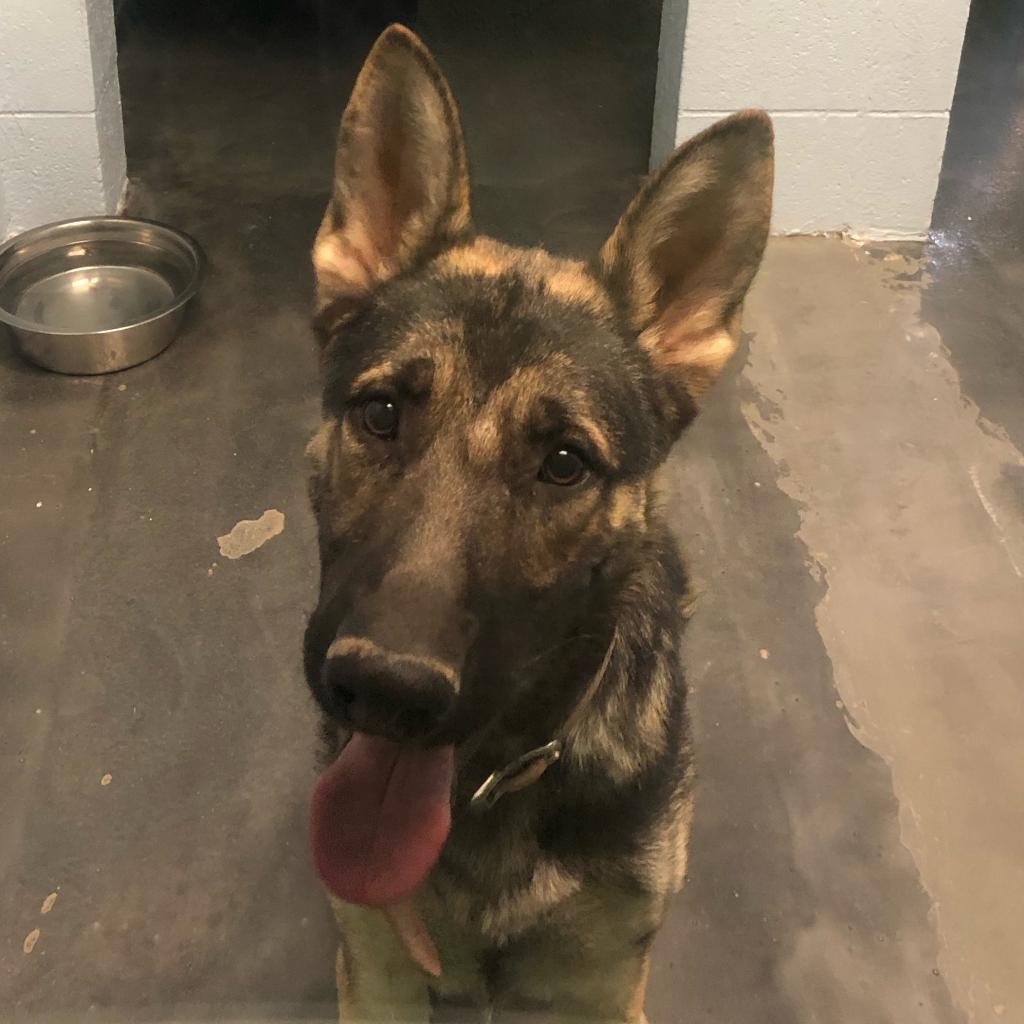 Enlarge Captain, a Adoptable German Shepherd Dog in Las Vegas, NV image 1/3