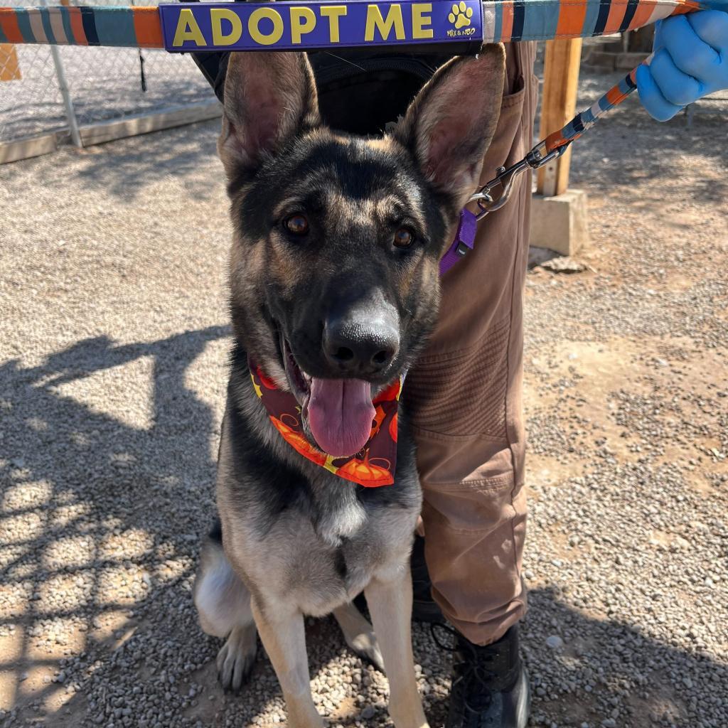 Enlarge Captain, a Adoptable German Shepherd Dog in Las Vegas, NV image 2/3